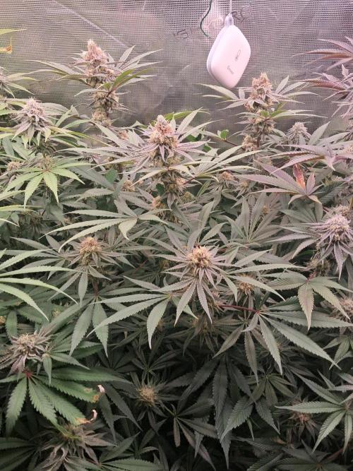 MJ Cuts - Barneyfarms 🍁. Week 10