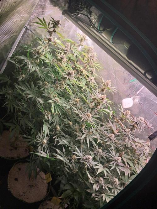 MJ Cuts - Barneyfarms 🍁. Week 10
