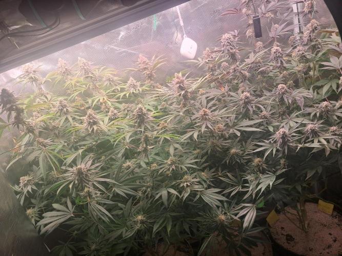 MJ Cuts - Barneyfarms 🍁. Week 11