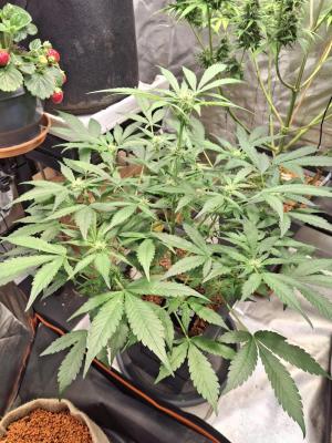 Comment by Herbalmedgrow photo #1