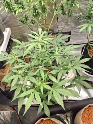 Comment by Herbalmedgrow photo #2