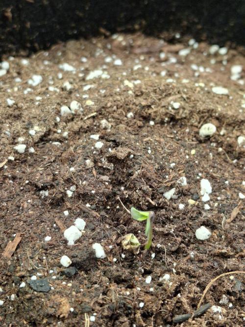 Tripple G. Week 0 - Day 2 of germination 