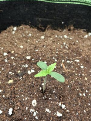Comment by Herbalmedgrow photo #1