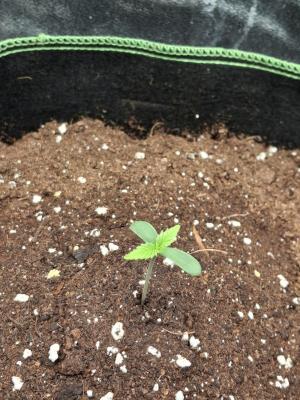 Comment by Herbalmedgrow photo #2