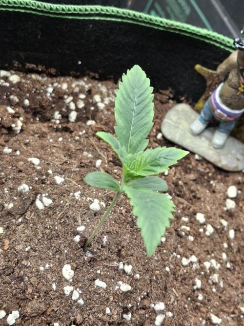 Tripple G. Week 2 - 10 days. 