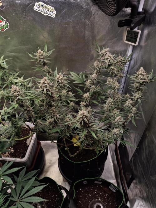 MendoG autoflower by GoodGenetix. Week 9 - She is beautiful plant. 
