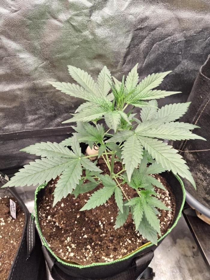 Tripple G. Week 4