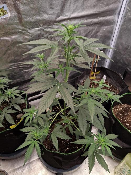 Tripple G. Week 5 - We're stretching,training is on,she takes very nicely LST. 
