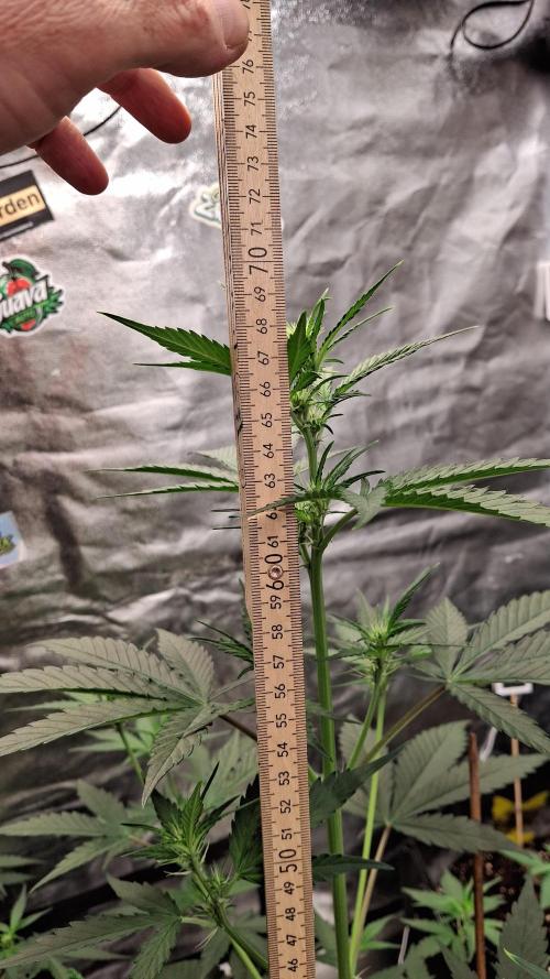 Tripple G. Week 5 - Stretching time with flowers.  