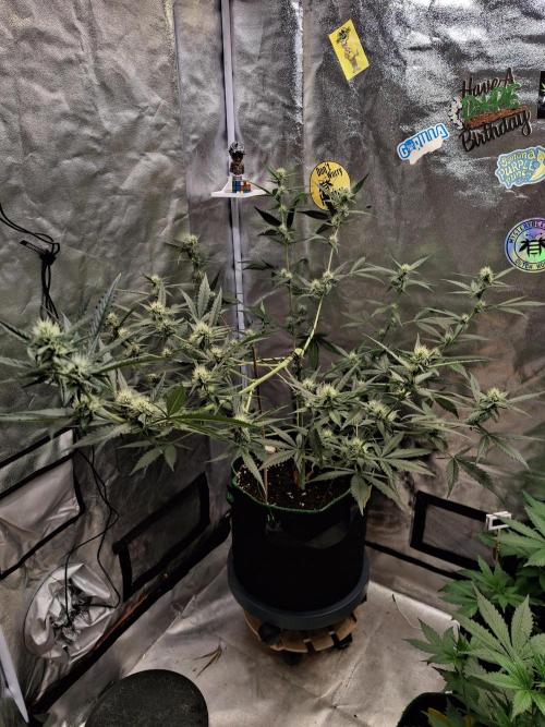 Tripple G. Week 6 - Ina dark