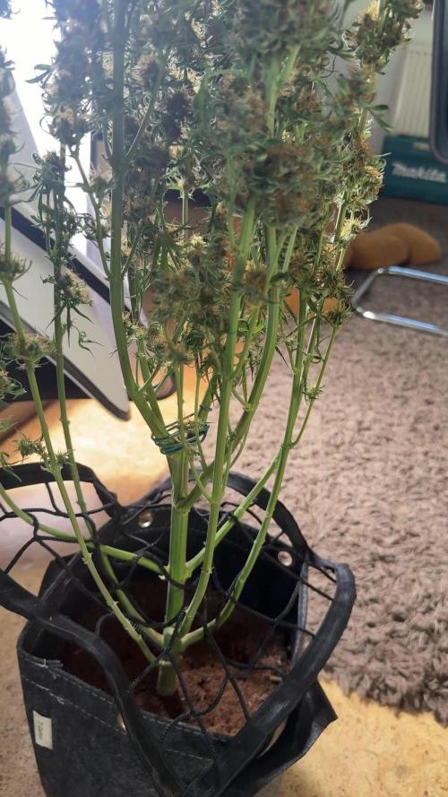 VGrow Super Lemon Haze