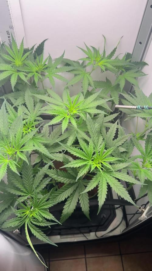 VGrow Test 2 Lemon Skunk