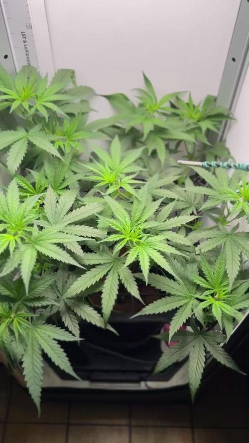 VGrow Test 2 Lemon Skunk