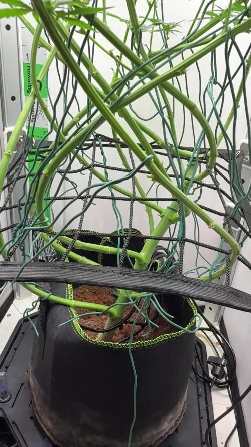 VGrow Test 2 Lemon Skunk