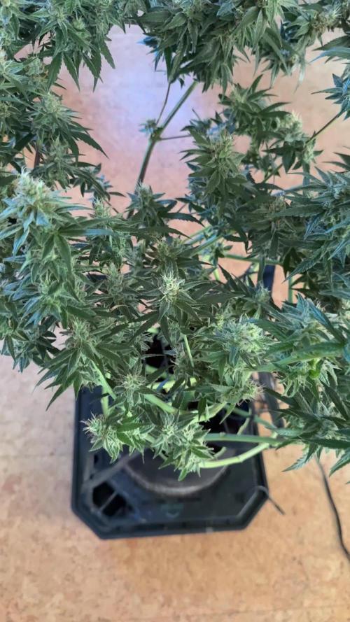 VGrow Test 2 Lemon Skunk