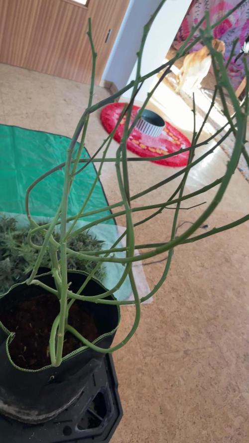 VGrow Test 2 Lemon Skunk