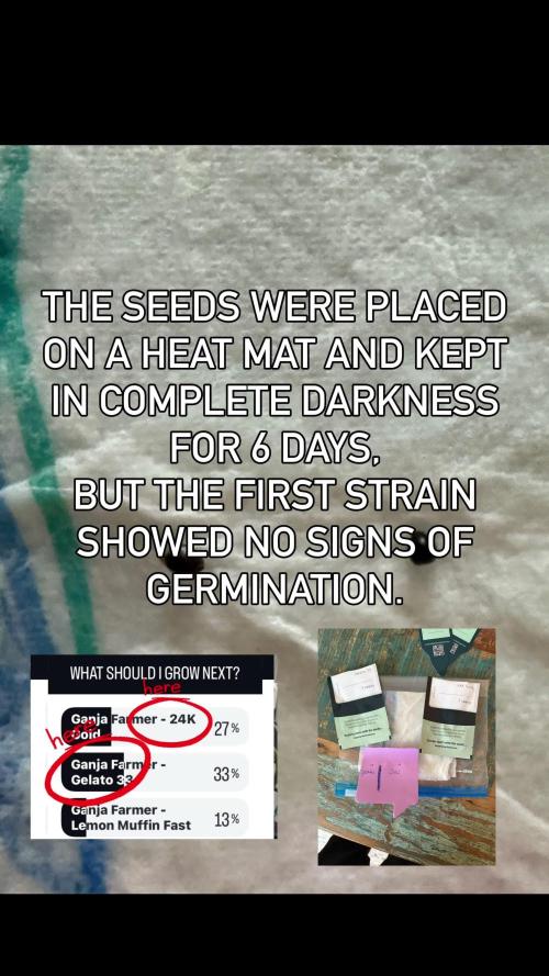 Gelato 33 & 24K Gold