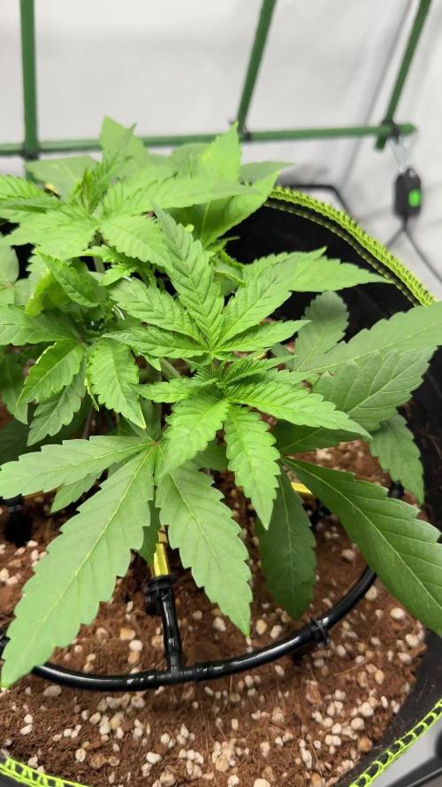 Gelato 33 & 24K Gold