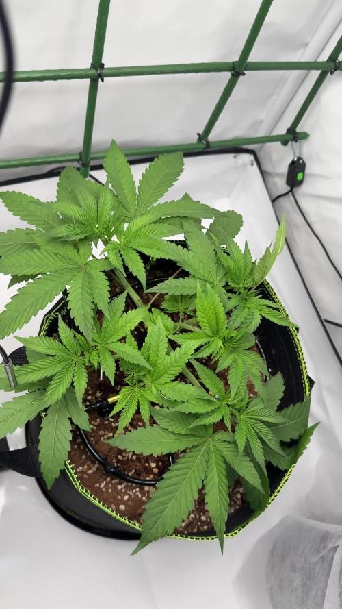 Gelato 33 & 24K Gold