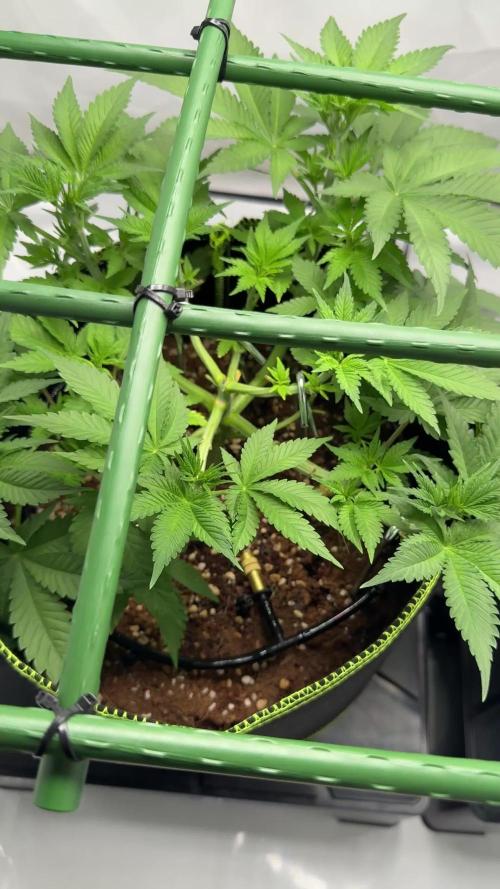 Gelato 33 & 24K Gold