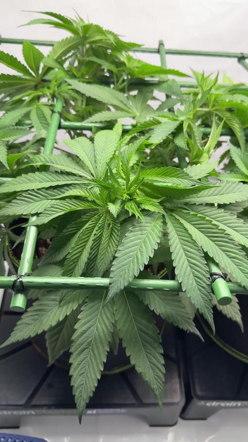 Gelato 33 & 24K Gold