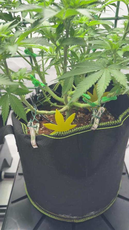 Gelato 33 & 24K Gold