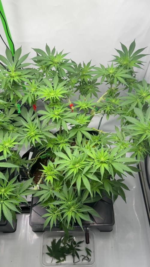 Gelato 33 & 24K Gold