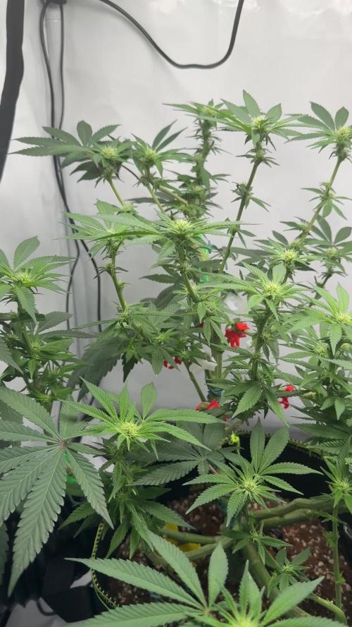 Gelato 33 & 24K Gold