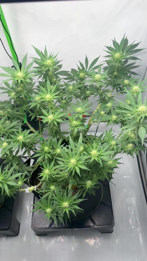 Gelato 33 & 24K Gold