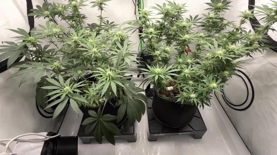 Gelato 33 & 24K Gold