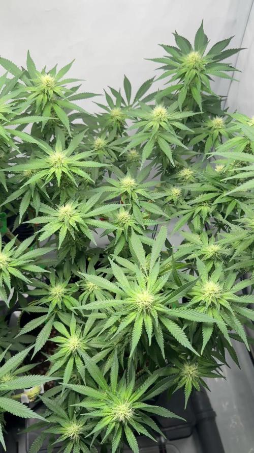 Gelato 33 & 24K Gold