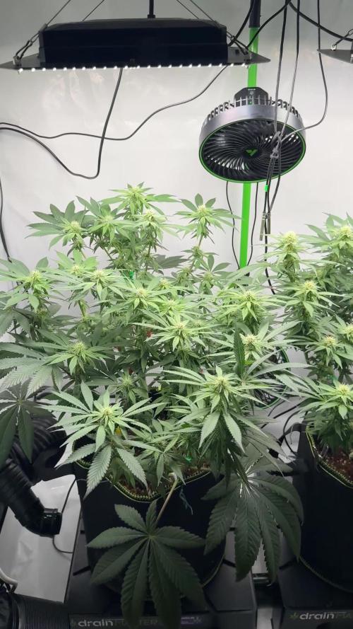 Gelato 33 & 24K Gold