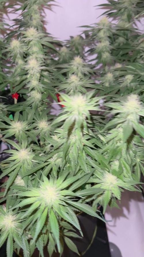 Gelato 33 & 24K Gold