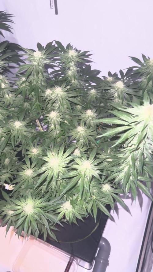 Gelato 33 & 24K Gold