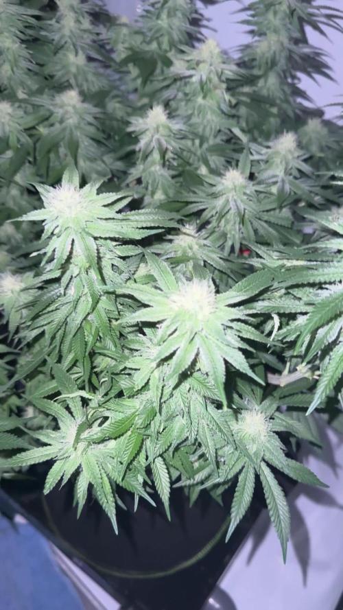 Gelato 33 & 24K Gold