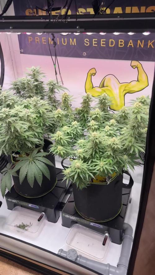 Gelato 33 & 24K Gold