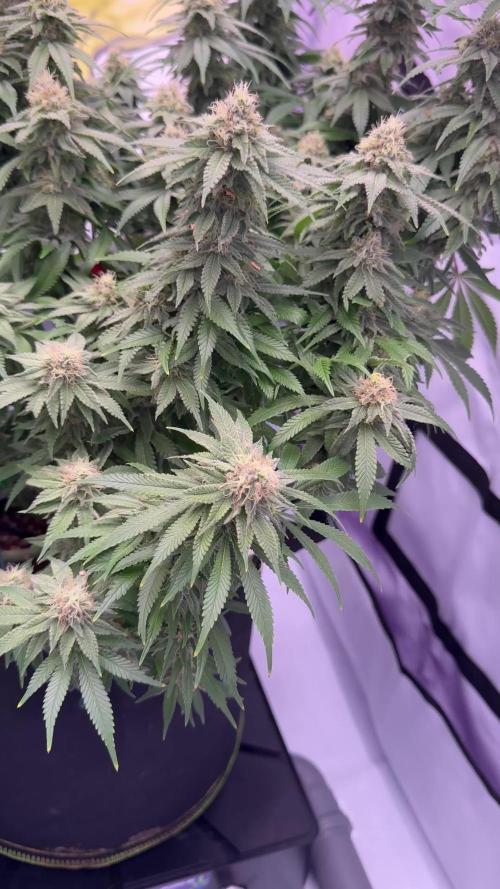 Gelato 33 & 24K Gold