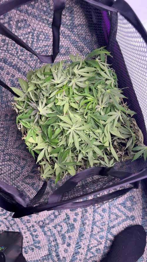 Gelato 33 & 24K Gold