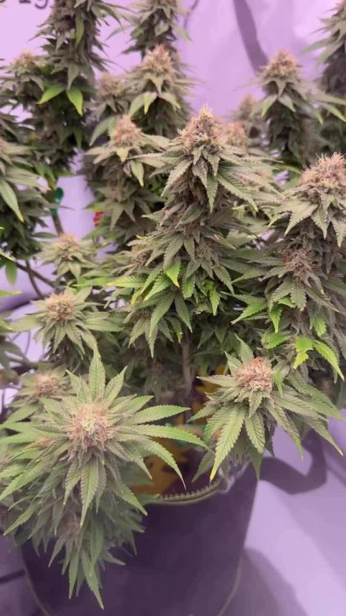 Gelato 33 & 24K Gold