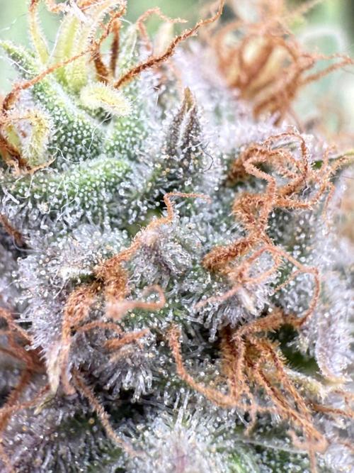 Gelato 33 & 24K Gold. Week 15