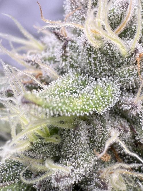 Gelato 33 & 24K Gold. Week 15