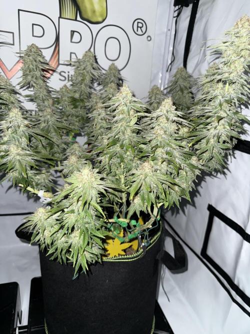 Gelato 33 & 24K Gold. Week 15