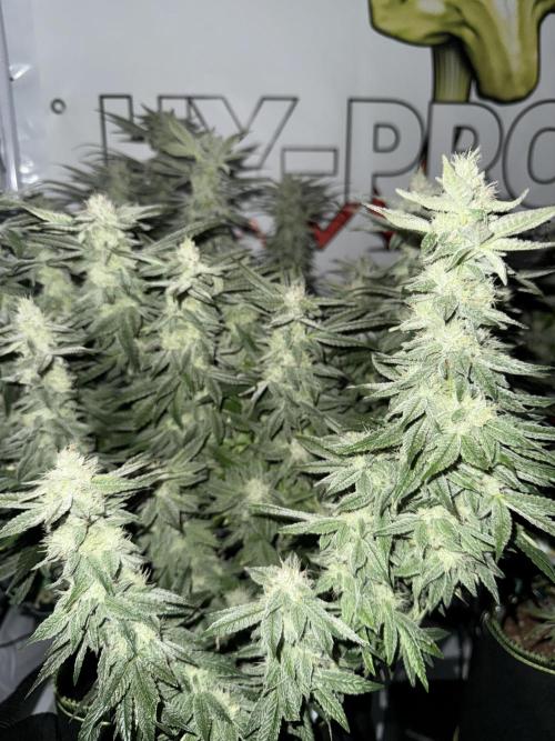 Gelato 33 & 24K Gold. Week 15