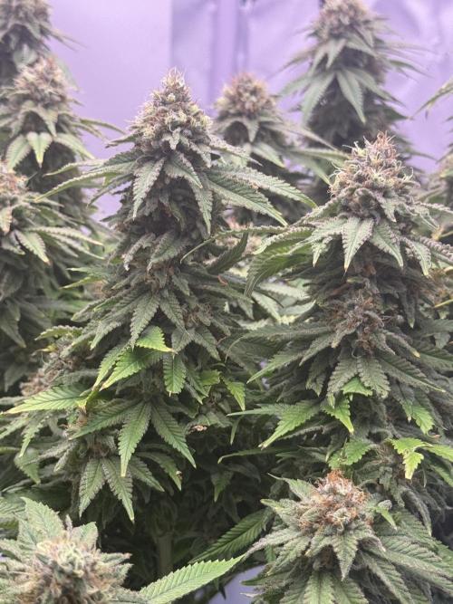 Gelato 33 & 24K Gold. Week 15 - Gelato 33 — Blütetag 86

Temperatur: 25,2 °C  
Luftfeuchtigkeit: 51 %  
VPD: 1,3