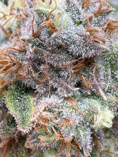 Gelato 33 & 24K Gold. Week 15 - Gelato 33 — Blütetag 86

Temperatur: 25,2 °C  
Luftfeuchtigkeit: 51 %  
VPD: 1,3