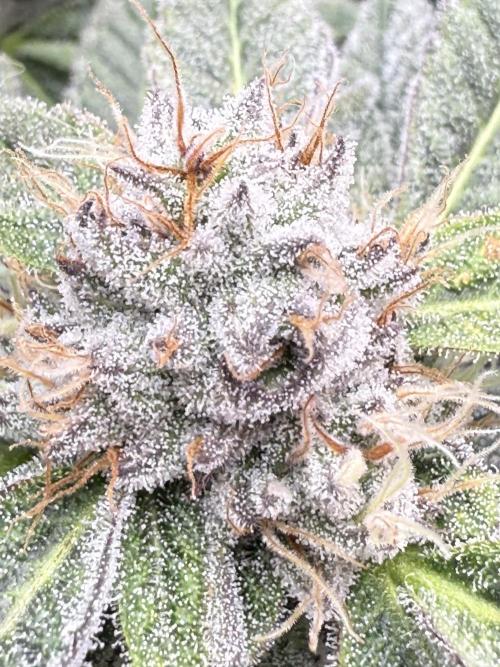 Gelato 33 & 24K Gold. Week 15 - 24K Gold — Blütetag 86

Temperatur: 25,4 °C  
Luftfeuchtigkeit: 51 %  
VPD: 1,38