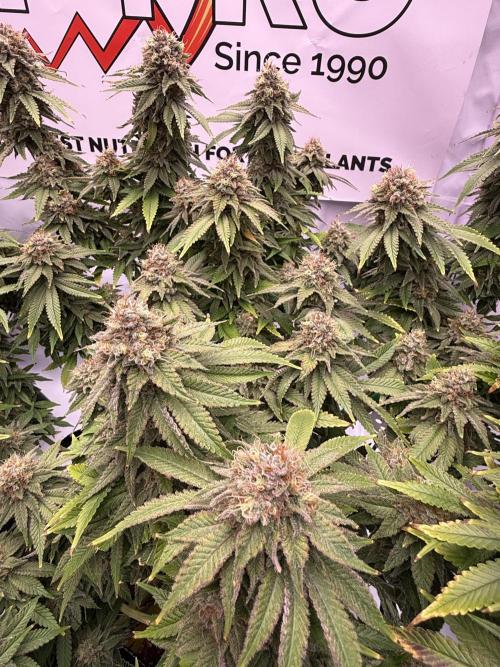 Gelato 33 & 24K Gold. Week 15 - Gelato 33 — Blütetag 87

Temperatur: 25,1 °C  
Luftfeuchtigkeit: 52 %  
VPD: 1,3