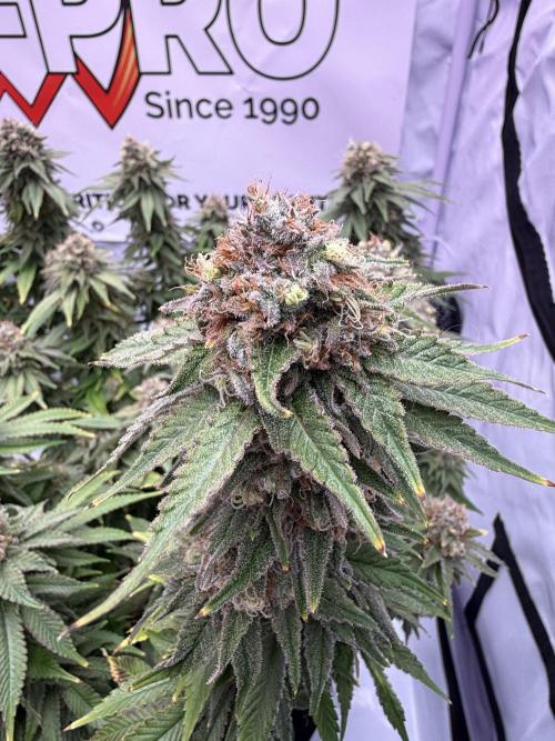 Gelato 33 & 24K Gold. Week 15 - Gelato 33 — Blütetag 87

Temperatur: 25,1 °C  
Luftfeuchtigkeit: 52 %  
VPD: 1,3