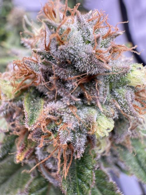 Gelato 33 & 24K Gold. Week 15 - Gelato 33 — Blütetag 87

Temperatur: 25,1 °C  
Luftfeuchtigkeit: 52 %  
VPD: 1,3