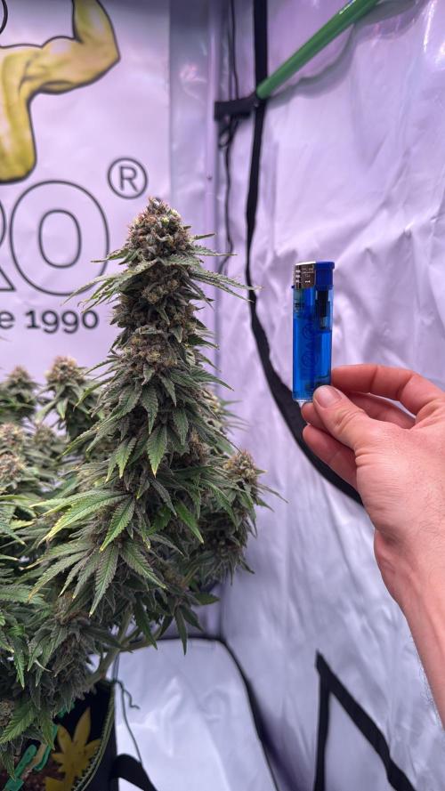 Gelato 33 & 24K Gold. Week 15 - Gelato 33 — Blütetag 87

Temperatur: 25,1 °C  
Luftfeuchtigkeit: 52 %  
VPD: 1,3